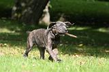 CANE CORSO 1233